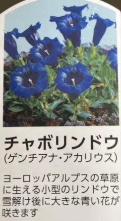 チャボリンドウ　ゲンチアナ・アカリウス　小型リンドウ　耐寒性宿根草　抜き苗