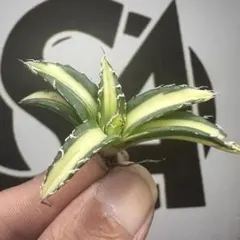 2025年最新】笹の雪 ダルマの人気アイテム - メルカリ