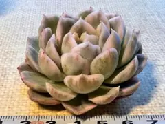 ま*ま様 3543新入荷　オンスロー錦　エケベリア　多肉植物　撮影2月19日