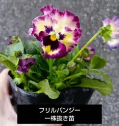 トンちゃん様 リクエスト 3点 まとめ商品