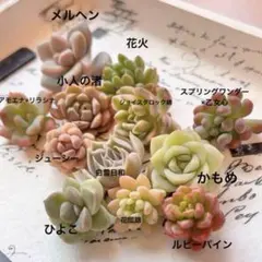 カット苗セット ② おらいさん ミックスベリア つぶつぶ屋 など - メルカリ