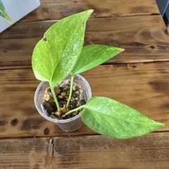 mikity様 リクエスト 4点 まとめ商品