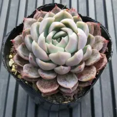 baron様 リクエスト 2点 まとめ商品