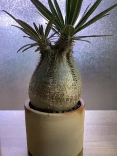 bizen pot 2.5号MID 6個セット CATEGORY 3号鉢 | 芽の巣山