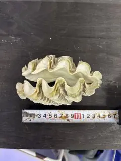 シャコ貝（ヒレシャコ貝）両面 インテリア 飾り物 オブジェ（商品番号