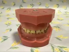 2025年最新】歯 模型 乳歯の人気アイテム - メルカリ