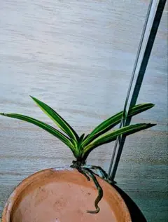 2026年最新】羆 富貴蘭の人気アイテム - メルカリ