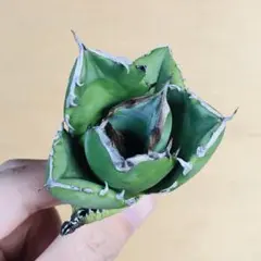 2025年最新】プテラノドン アガベの人気アイテム - メルカリ