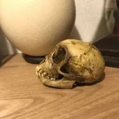 猿　頭蓋骨　頭骨　スカル　標本　剥製 2025年最新】猿 剥製の人気アイテム - メルカリ