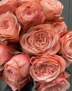 Victorian Classic - VIP ROSE 大苗 バラ - メルカリ