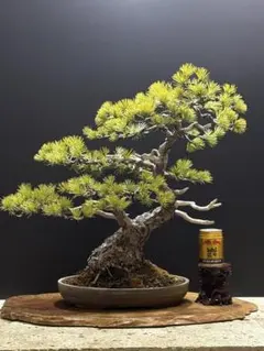 2026年最新】盆栽 五葉松の人気アイテム - メルカリ