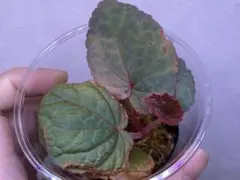 エピスシア クプレアタ ピンクヘブン M＆L ランナー2個付子株 Episcia
