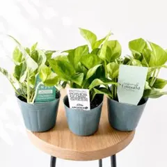パテント品種 人気 レア ポトス ３鉢セット 観葉植物 calm cafeのサムネイル