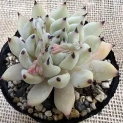 ダイスケ様 リクエスト 3点 まとめ商品