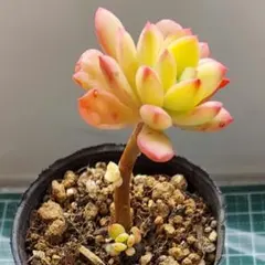 ミニベル錦　抜き苗　多肉植物　韓国苗