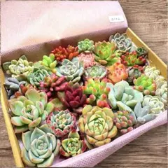 【箱いっぱい】寄せ植え 多肉植物 セット セダム エケベリア 多肉弁当 カット苗