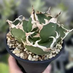 2026年最新】ロウルサンコ チタノタの人気アイテム - メルカリ