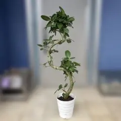 フィカス・ベンガレンシス 146cm 8号 S-shaped tree form フィカス・ベンガレンシス 146cm 8号 S-shaped tree form - メルカリ