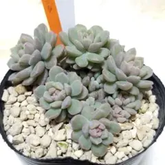 2026年最新】ぼのぼのさん苗 リンダリンダの人気アイテム - メルカリ