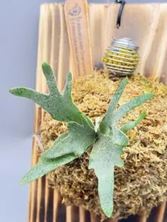 2025年最新】YELLOW moon dwarfの人気アイテム - メルカリ