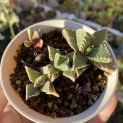 2025年最新】フォーカリアの人気アイテム - メルカリ