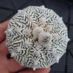 かよぱぁ　スーパー兜 Vアロータイプ　ヒトデタイプ（全幅9.7cm）美株 国内実生兜 スーパー兜 Vアロータイプ ヒトデタイプ（全幅9.7cm