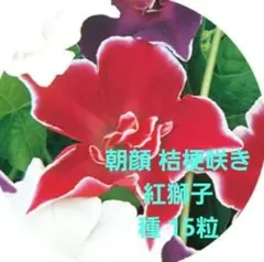 朝顔 桔梗咲き 紅獅子 種15粒