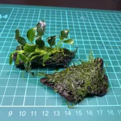 monkey様 リクエスト 2点 まとめ商品