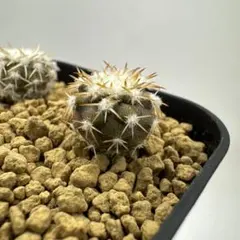 2026年最新】コルムナアルバの人気アイテム - メルカリ