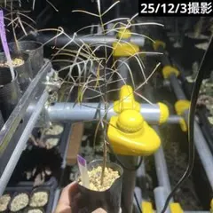 2025年最新】ブルセラの人気アイテム - メルカリ