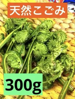 山菜　こごみ　300g 広島県のサムネイル