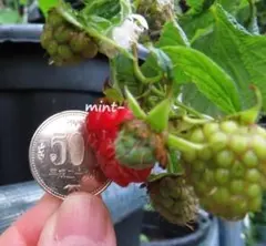 2025年最新】トゥラミーンの人気アイテム - メルカリ