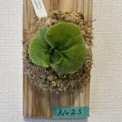 koken様 リクエスト 2点 まとめ商品