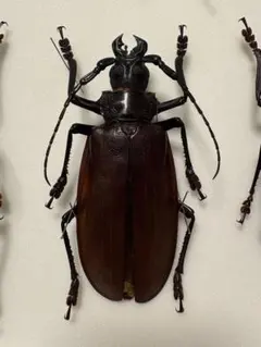 【一属一種】Bolbotritus bainesiウスバカミキリ 昆虫標本 一属一種】Bolbotritus bainesiウスバカミキリ ミヤマカミ標本 - メルカリ