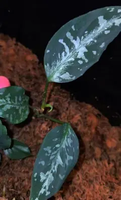 アグラオネマ ロタンダム アチェ ハイランド産 115aa - Mercari Japan