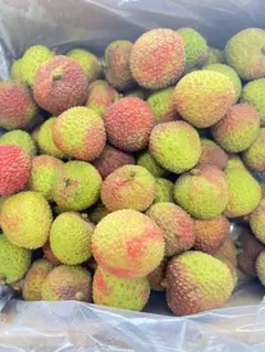 国産 生ライチ 採れたて 希少 鹿児島県産 4パック - メルカリ