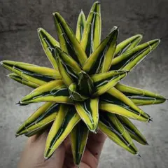 2025年最新】アガベ 笹の雪 氷山の人気アイテム - メルカリ