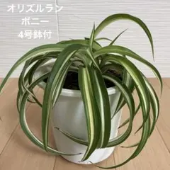2026年最新】オリヅルラン ボニーの人気アイテム - メルカリ