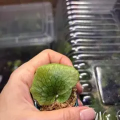エピスシア フェイディドジェイド Episcia Faded Jade - メルカリ