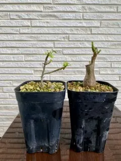 2025年最新】ボンバックスの人気アイテム - メルカリ