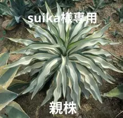 2026年最新】デスメティアーナの人気アイテム - メルカリ