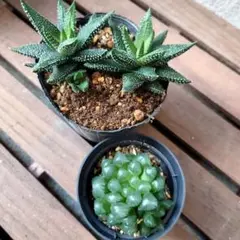 多肉植物 ハオルチア 2点セットD
