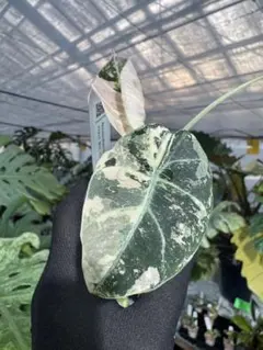 2026年最新】アロカシア 斑入り ピンクの人気アイテム - メルカリ