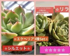 ✡ꫛꫀꪝ✫土日限定価格◈おらいさん苗✫お得Set❣️『ミックスベリア