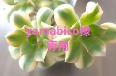 2026年最新】サボテン相談室の人気アイテム - メルカリ