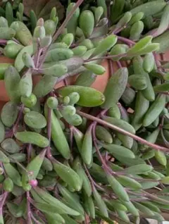 ✨多肉植物 　ルビーネックレスネコポスいっぱい入れて発送✨