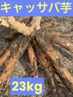 【採れたて直送】静岡県産の黄色甘味種キャッサバ芋20ｋｇ #mandioca 採れたて直送】静岡県産の黄色甘味種キャッサバ芋10kg