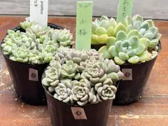 2026年最新】プロリフェラの人気アイテム - メルカリ