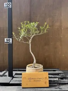 2025年最新】オリーブ 古木の人気アイテム - メルカリ