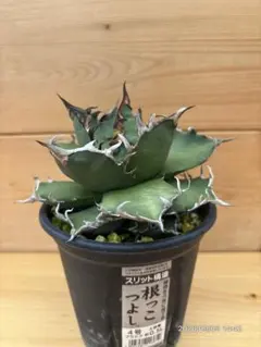 アガベ　シーザー